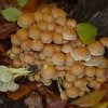 Hypholoma fasciculare, Grünblättriger Schwefelkopf